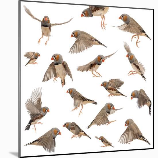 Composition of Zebra Finch Flying, Taeniopygia Guttata, against White Background-Life on White-Mounted Photographic Print