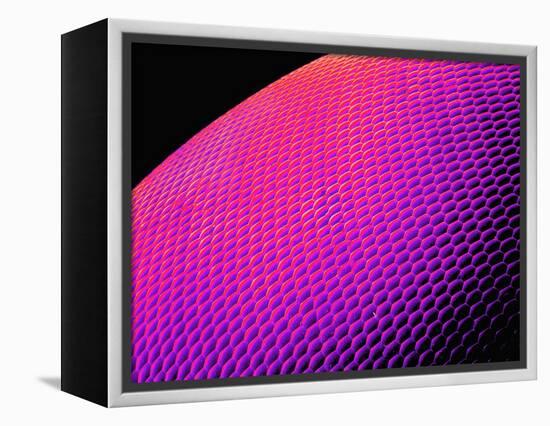 Compound Eye of a Bee-Micro Discovery-Framed Premier Image Canvas