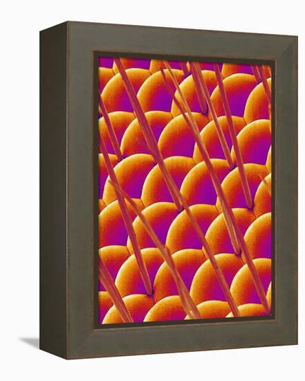 Compound Eye of a Flower Fly-Micro Discovery-Framed Premier Image Canvas