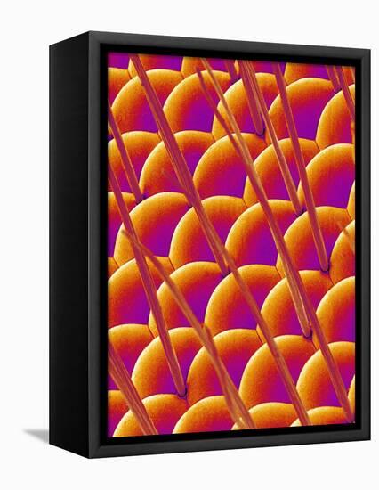 Compound Eye of a Flower Fly-Micro Discovery-Framed Premier Image Canvas