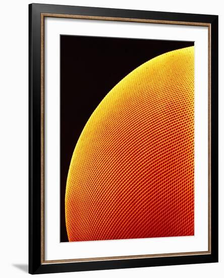 Compound Eye of a Flower Fly-Micro Discovery-Framed Photographic Print