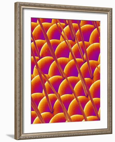 Compound Eye of a Flower Fly-Micro Discovery-Framed Photographic Print