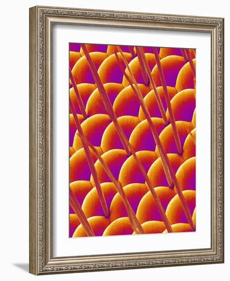 Compound Eye of a Flower Fly-Micro Discovery-Framed Photographic Print