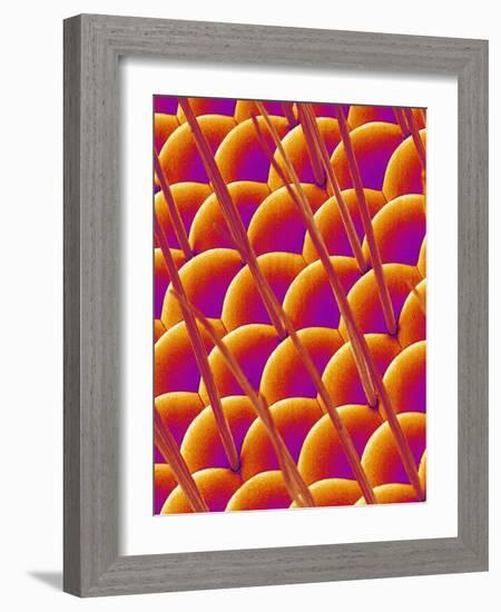 Compound Eye of a Flower Fly-Micro Discovery-Framed Photographic Print