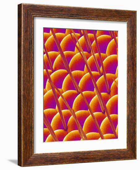 Compound Eye of a Flower Fly-Micro Discovery-Framed Photographic Print