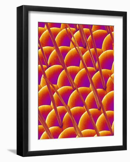 Compound Eye of a Flower Fly-Micro Discovery-Framed Photographic Print