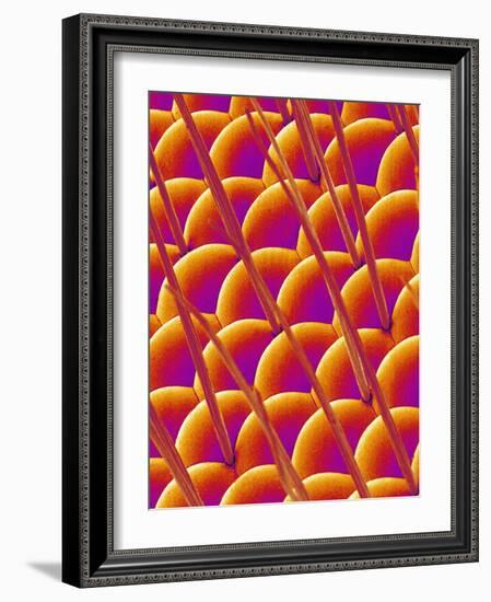 Compound Eye of a Flower Fly-Micro Discovery-Framed Photographic Print