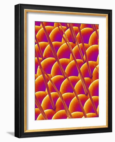 Compound Eye of a Flower Fly-Micro Discovery-Framed Photographic Print