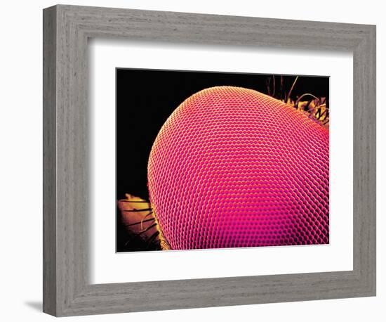 Compound Eye of a Robber-Fly-Micro Discovery-Framed Photographic Print