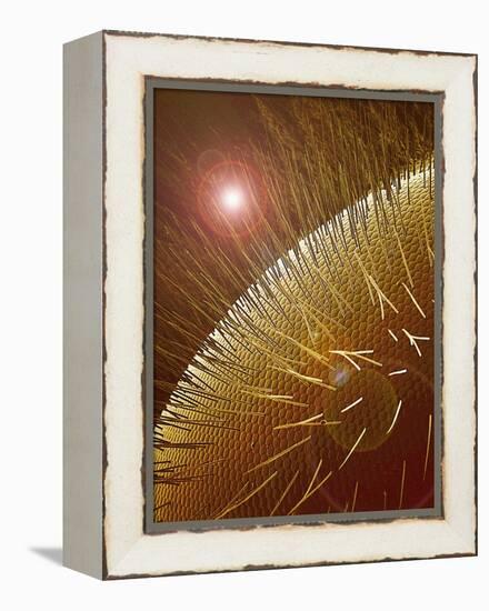 Compound Eye of Honeybee-Micro Discovery-Framed Premier Image Canvas