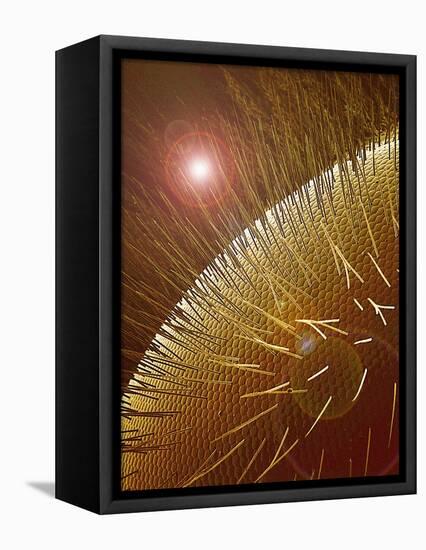 Compound Eye of Honeybee-Micro Discovery-Framed Premier Image Canvas