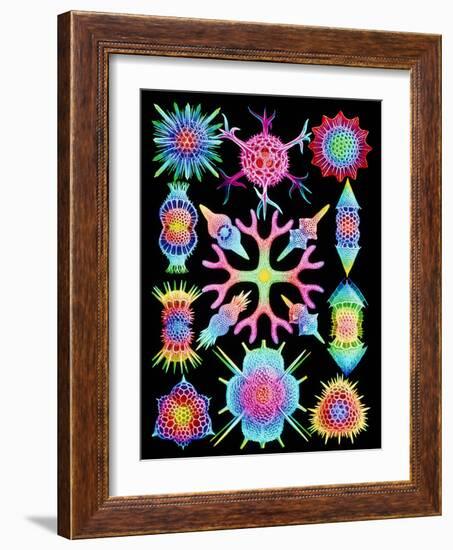 Computer Art of Radiolarians (from Ernst Haeckel)-Mehau Kulyk-Framed Photographic Print