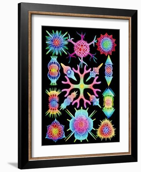 Computer Art of Radiolarians (from Ernst Haeckel)-Mehau Kulyk-Framed Photographic Print