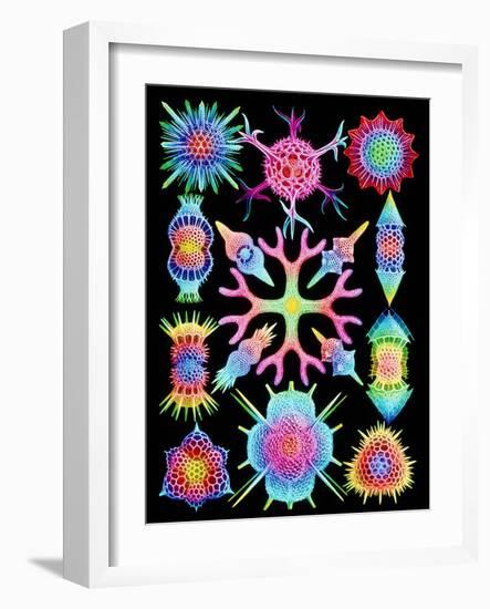 Computer Art of Radiolarians (from Ernst Haeckel)-Mehau Kulyk-Framed Photographic Print