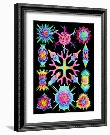 Computer Art of Radiolarians (from Ernst Haeckel)-Mehau Kulyk-Framed Photographic Print