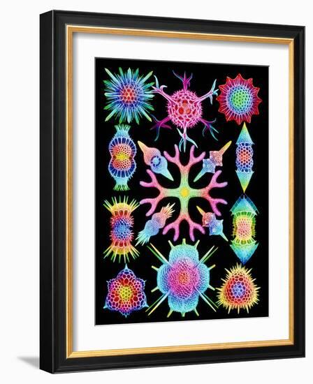 Computer Art of Radiolarians (from Ernst Haeckel)-Mehau Kulyk-Framed Photographic Print