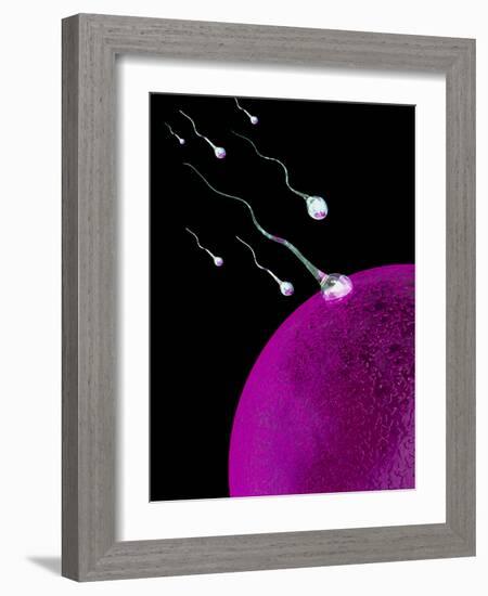 Computer Art of Sperm And Egg During Fertilisation-Mehau Kulyk-Framed Photographic Print