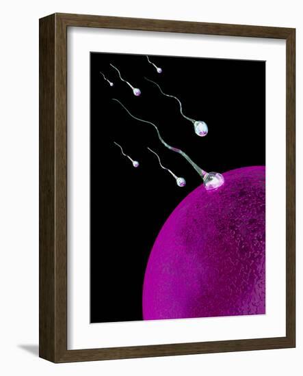 Computer Art of Sperm And Egg During Fertilisation-Mehau Kulyk-Framed Photographic Print