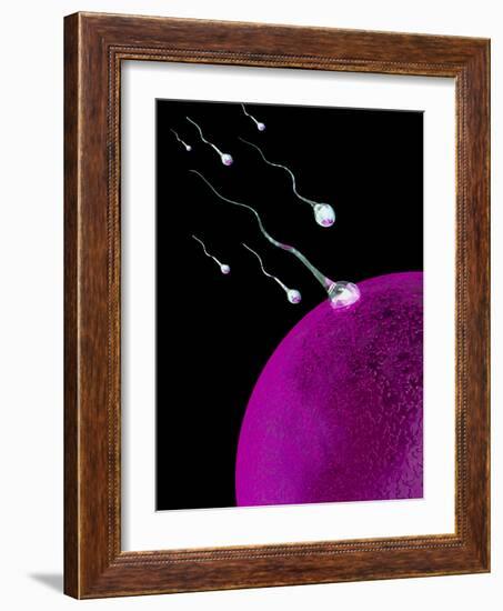 Computer Art of Sperm And Egg During Fertilisation-Mehau Kulyk-Framed Photographic Print