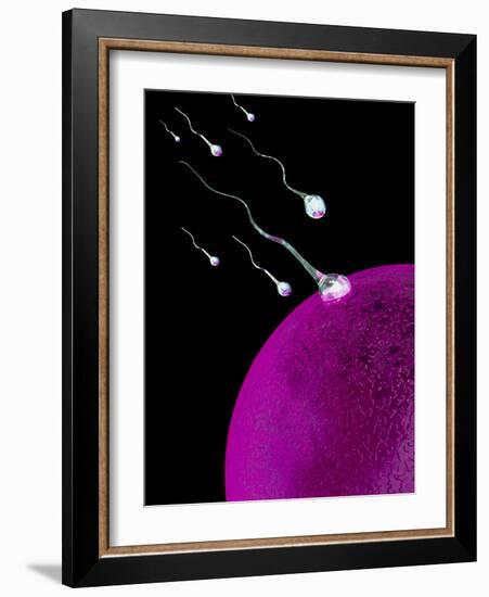 Computer Art of Sperm And Egg During Fertilisation-Mehau Kulyk-Framed Photographic Print