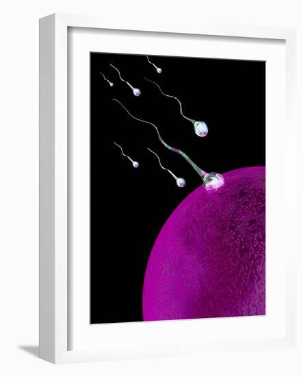 Computer Art of Sperm And Egg During Fertilisation-Mehau Kulyk-Framed Photographic Print