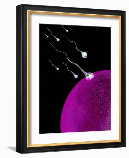 Computer Art of Sperm And Egg During Fertilisation-Mehau Kulyk-Framed Photographic Print