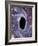 Computer Artwork of a Black Hole Against Starfield-Mehau Kulyk-Framed Photographic Print