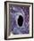 Computer Artwork of a Black Hole Against Starfield-Mehau Kulyk-Framed Photographic Print