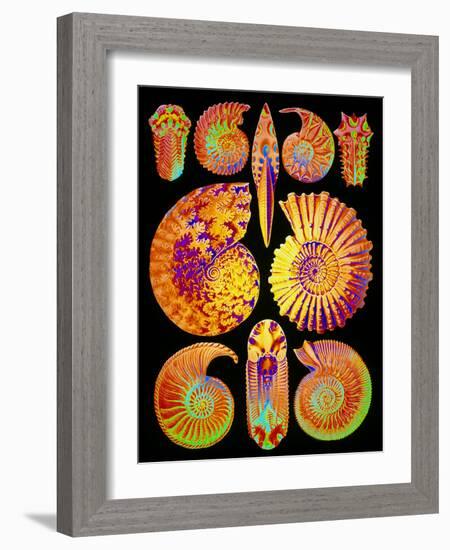 Computer Artwork of Ammonites (from Ernst Haeckel)-Mehau Kulyk-Framed Photographic Print