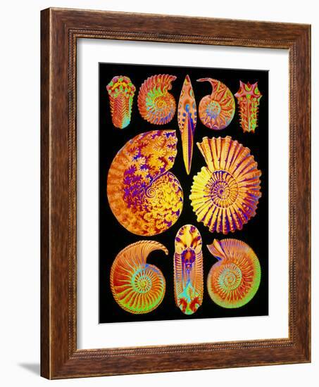 Computer Artwork of Ammonites (from Ernst Haeckel)-Mehau Kulyk-Framed Photographic Print