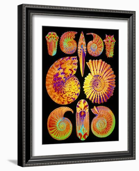 Computer Artwork of Ammonites (from Ernst Haeckel)-Mehau Kulyk-Framed Photographic Print