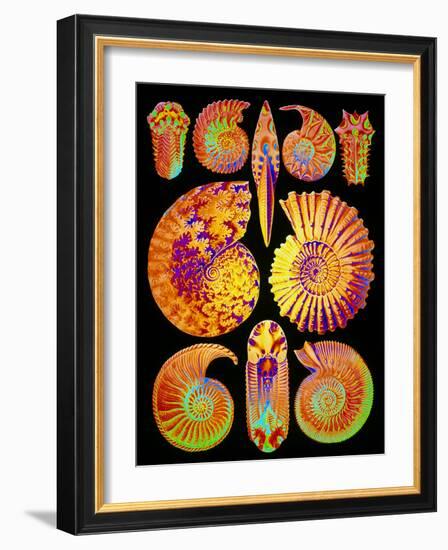 Computer Artwork of Ammonites (from Ernst Haeckel)-Mehau Kulyk-Framed Photographic Print