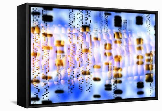 Computer Artwork of GM Maize And DNA Autoradiogram-PASIEKA-Framed Premier Image Canvas