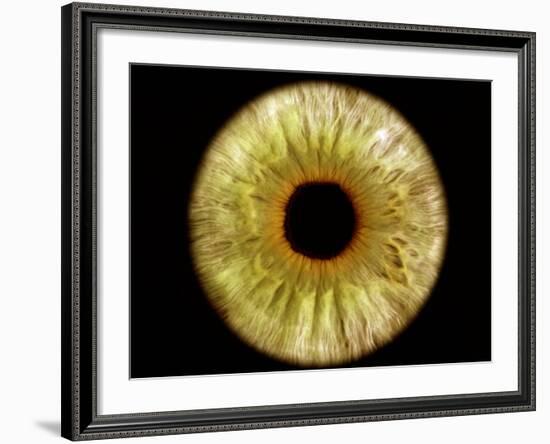 Computer-enhanced Green-grey Iris of the Eye-David Parker-Framed Photographic Print