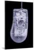 Computer Mouse, Simulated X-ray-Mark Sykes-Mounted Photographic Print