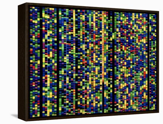 Computer Screen Showing a Human Genetic Sequence-David Parker-Framed Premier Image Canvas