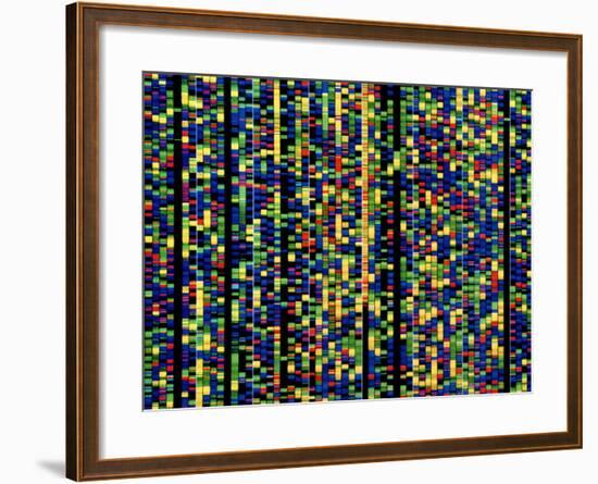 Computer Screen Showing a Human Genetic Sequence-David Parker-Framed Photographic Print