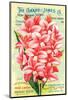 Conard & Jones 1898 Pink Canna-null-Mounted Art Print