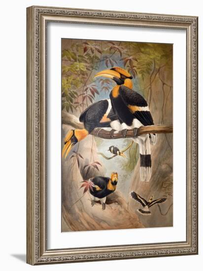 Concave Casque Hornbill, 1861-Joseph Wolf-Framed Giclee Print