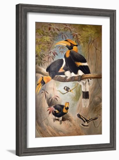 Concave Casque Hornbill, 1861-Joseph Wolf-Framed Giclee Print