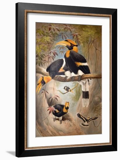 Concave Casque Hornbill, 1861-Joseph Wolf-Framed Giclee Print