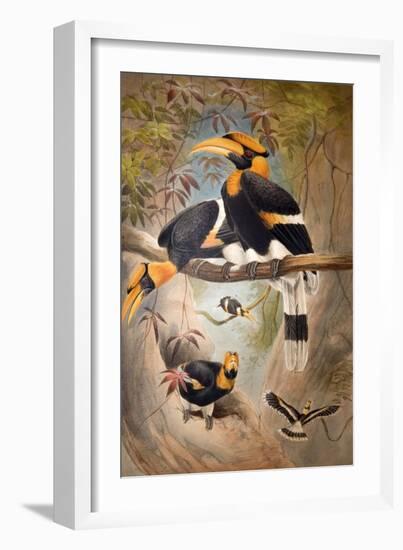 Concave Casque Hornbill, 1861-Joseph Wolf-Framed Giclee Print