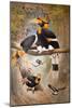 Concave Casque Hornbill, 1861-Joseph Wolf-Mounted Giclee Print