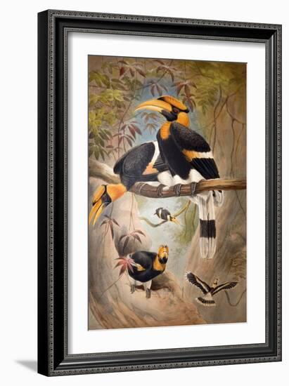 Concave Casque Hornbill, 1861-Joseph Wolf-Framed Giclee Print