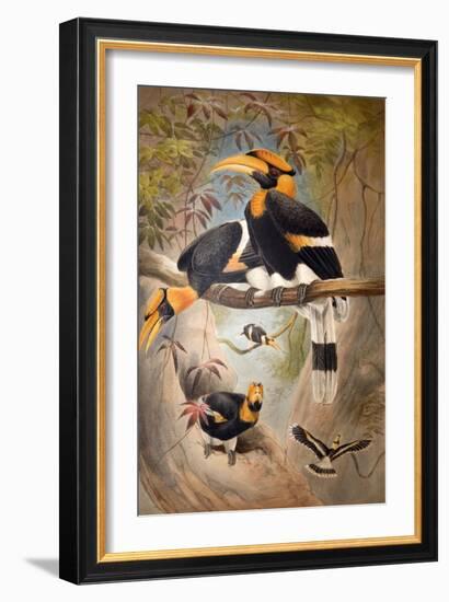 Concave Casque Hornbill, 1861-Joseph Wolf-Framed Giclee Print