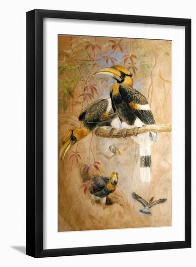 Concave-Casqued Hornbill (Dichoceros Bicornis), 1856-67-Joseph Wolf-Framed Giclee Print