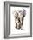 Concentration (Baby Elephant), 2018 (Conté and Pastel on Paper)-Mark Adlington-Framed Giclee Print