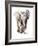 Concentration (Baby Elephant), 2018 (Conté and Pastel on Paper)-Mark Adlington-Framed Giclee Print