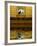 Concept of Black Cat and Water-Jaynes Gallery-Framed Photographic Print