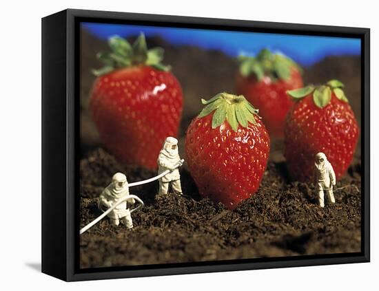 Concept of Genetically Engineered Strawberries-Mauro Fermariello-Framed Premier Image Canvas